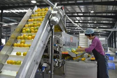 產(chǎn)業(yè)集群:我國農(nóng)產(chǎn)品加工業(yè)迎來重大機遇
