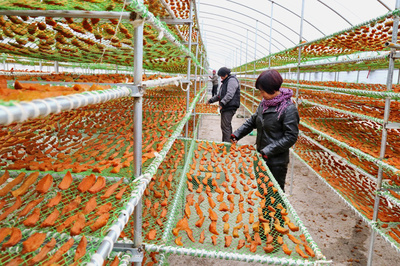 河北盧龍:種植鮮食型甘薯 促進農民增收